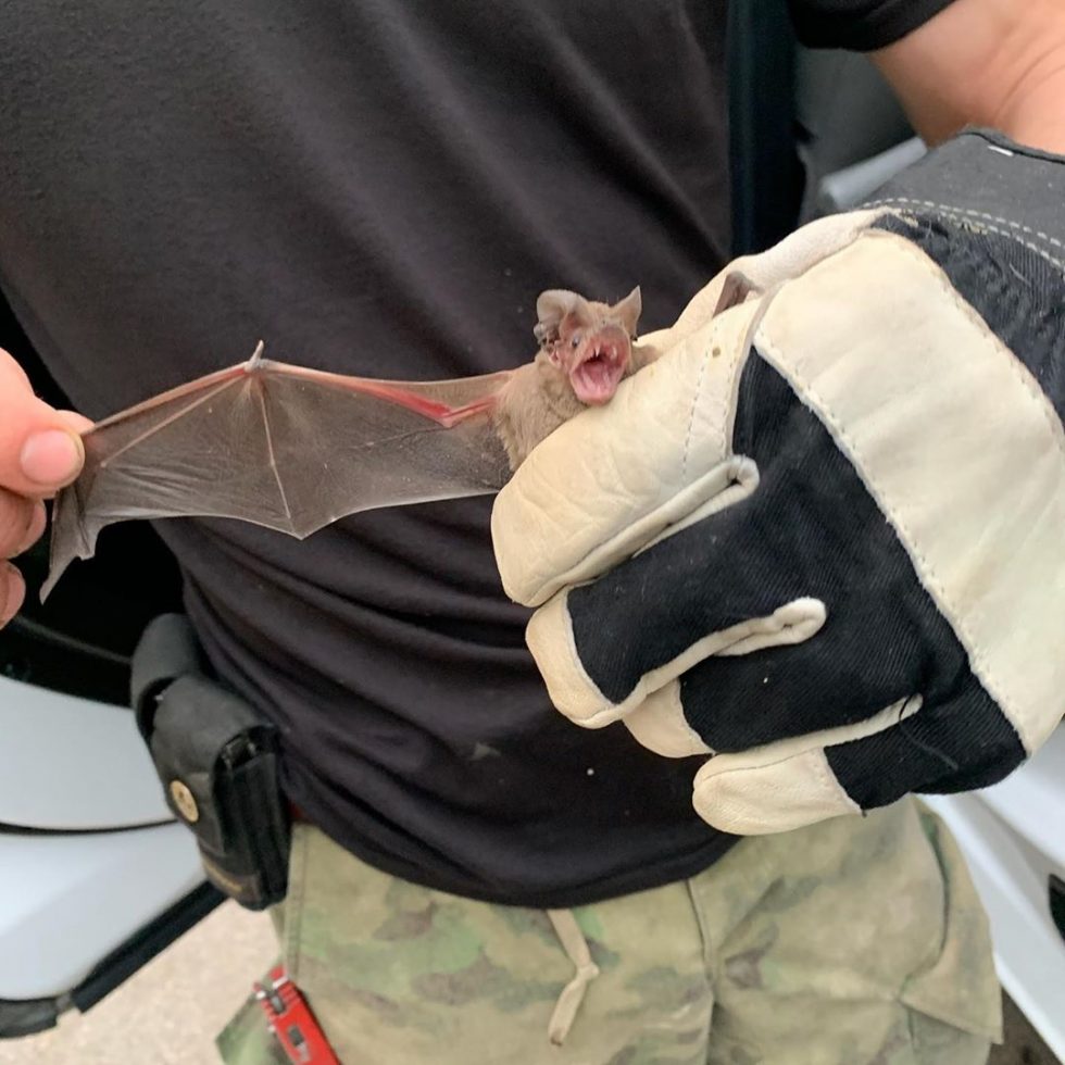 Emergency Bat Removal Bat Removal Specialists